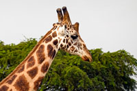 Testa di giraffa al PN Murchinson Falls