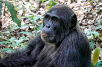 Scimpanzè del PN di Kibale