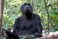 Scimpanzè al PN Kibale