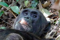 Muso di scimpanzè al PN Kibale