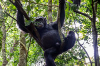 Scimpanzè su di un albero al PN Kibale