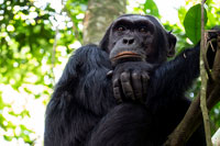 Scimpanzè perplesso al PN Kibale