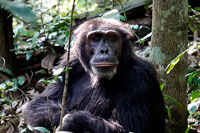 Primo piano di scimpanzè al PN Kibale