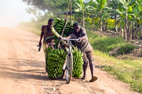 Trasporto in bici di caspi di banane verdi