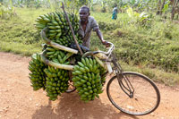 Trasporto di caspi di banane verdi