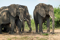 Elefanti al PN Queen Elizabeth