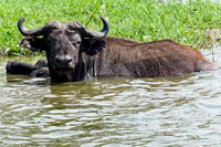 Bufalo nel canale Kazinga