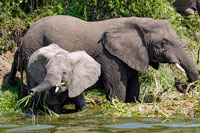 Elefanti nel canale Kazinga