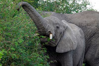 Elefanti nel Queen Elizabeth National Park
