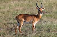 Antilope al PN Queen Elizabeth
