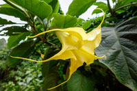 Un fiore giallo a Kisoro