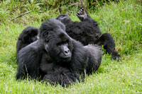 Gorilla al PN Mgahinga
