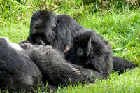 Grooming tra gorilla al PN Mgahinga