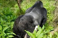 Gorilla di spalle al PN Mgahinga