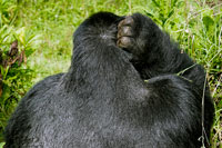 Gorilla perplesso al PN Mgahinga
