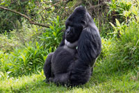 Gorilla seduto al PN Mgahinga