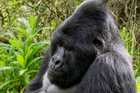 Gorilla visto di sbieco al PN Mgahinga