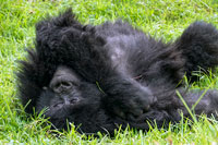 Gorilla riverso sull'erba al PN Mgahinga