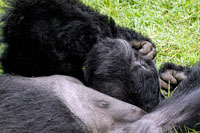 Gorilla in meditazione al PN Mgahinga