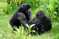 Cuccioli di gorilla al PN Mgahinga