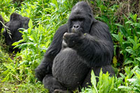 Gorilla 'tutto andrà bene' al PN Mgahinga