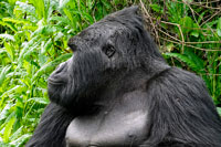 Gorilla di profilo al PN Mgahinga