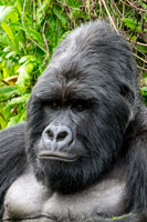 Volto di gorilla maschio al PN Mgahinga 