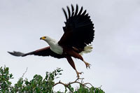 Aquila spicca il volo al PN Lago Mburo