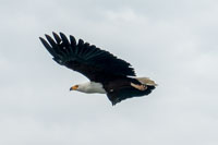 Aquila in volo al PN Lago Mburo