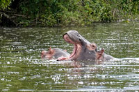 Ippopotami al PN lago Mburo