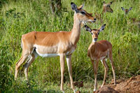 Impala femmina e cucciolo al PN Lago Mburo