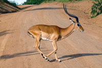 Impala maschio sulla strada al PN Lago Mburo