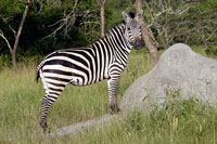 Zebra al PN Lago Mburo