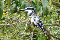 Uccellino sul lago Vittoria
