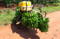Bici carica di caspi di banane verdi