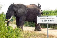 Elefante presso il Buffalo Lodge (QENP)