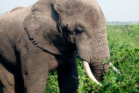 Elefante presso il Buffalo Lodge (QENP)