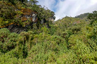 Foresta impenetrabile valle di Mobuku