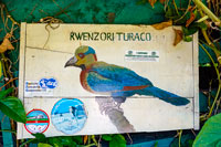 Il Turaco, simbolo del PN Ruwenzori