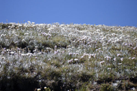 Prati fioriti sul Kosciuszko