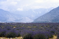 Campi di lavanda