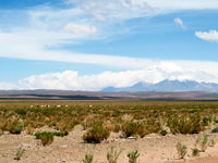 Puna lungo la Ruta 40