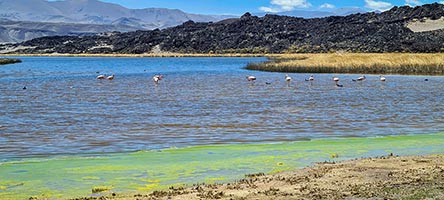 Fenicotteri rosa a Pucara la Alumbrera ad Antofagasta de la Sierra