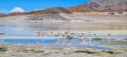 Fenicotteri rosa alla Laguna Grande