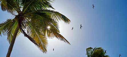 Fregate in volo sull'Half Moon Caye