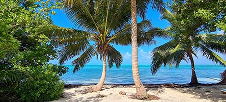 Palme da cocco dell'Half Monn Caye 