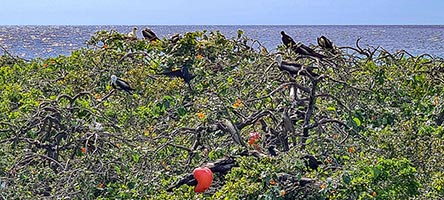 Luogo di nidificazione delle fregate di mare all'Half Moon Caye
