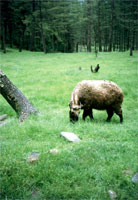 Takin allo zoo di Thimpu