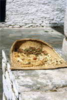 Kuenga Rabten, peperoncini al sole