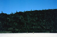 Cactus giganti sull'isola dei Pescatori al centro del Salar di Uyuni